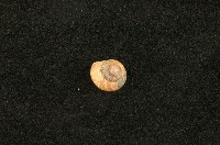 藏品(臺灣䗉蝸牛)的圖片